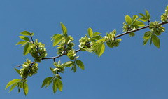 Ulmus ×hollandica