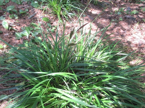 Carex wahuensis iNat (3)