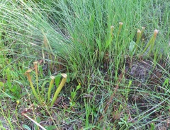 Sarracenia rubra