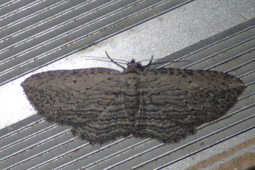Brown Bark Carpet Moth photo 4