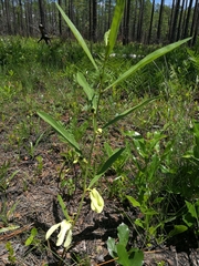 Asimina angustifolia