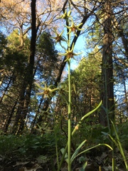 Fritillaria brandegeei