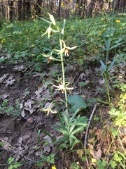 Fritillaria brandegeei