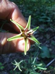 Fritillaria brandegeei