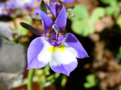 Downingia bicornuta var. picta