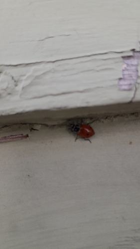Convergent Lady Beetle photographed in Montana