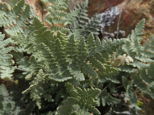 Image of Myriopteris newberryi by no rights reserved