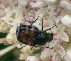 Trichiotinus viridans