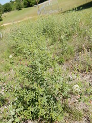 Pediomelum tenuiflorum