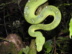 Amazon Basin Emerald Tree Boa photo 4