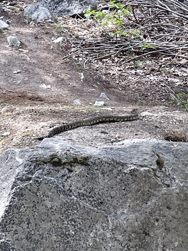 iNaturalist observation photo of Northern Pacific Rattlesnake