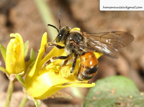 Macropis hedini