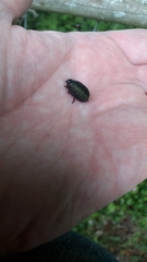 Timarcha tenebricosa