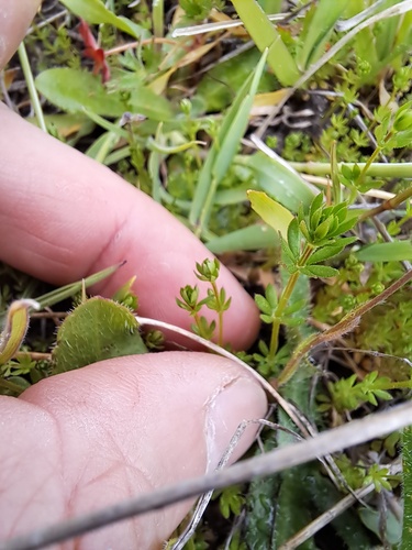 Galium divaricatum iNat (3)