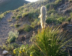 Asphodeline taurica