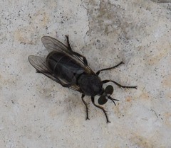 Atomosia melanopogon