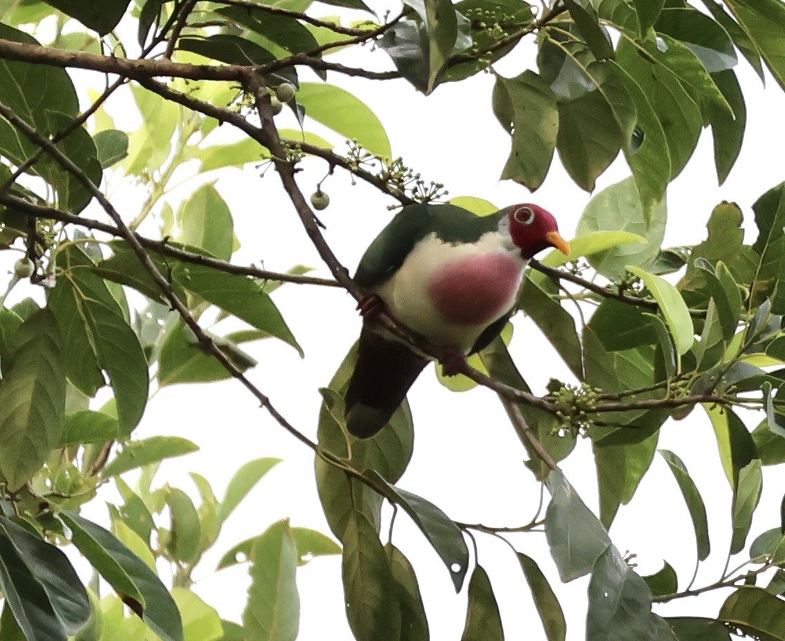 Jambu Fruit-Dove (Ramphiculus jambu)