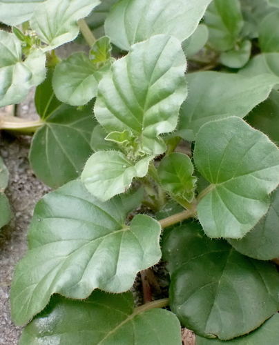 Wineflower