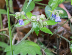 Polemonium reptans villosum
