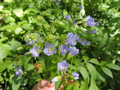 Polemonium reptans