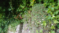 Arabis caucasica