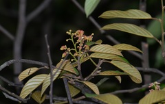 Shorea multiflora
