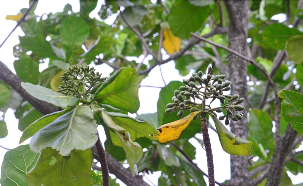 Bàng nước (Limahlania crenulata)