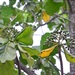 Limahlania crenulata - Photo (c) tansh91, algunos derechos reservados (CC BY-NC), subido por tansh91