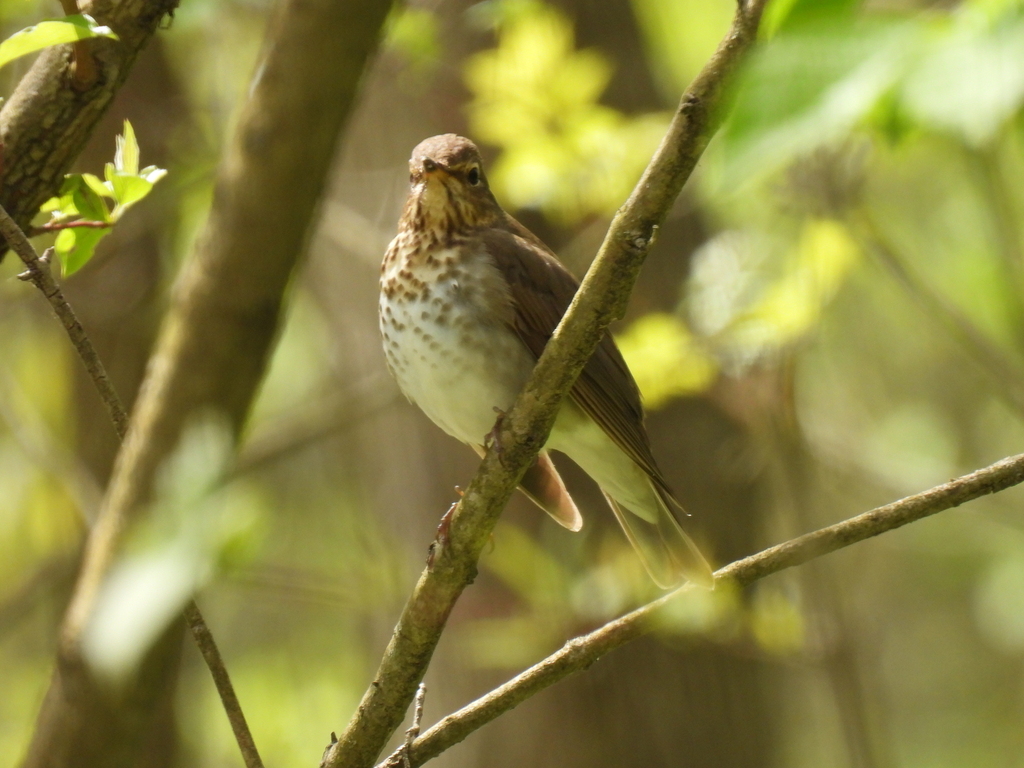 Brown Thrushes and Nightingale-Thrushes from Essex County, ON, Canada ...