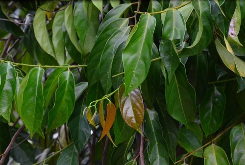Scorodocarpus borneensis observed 2019-04-28