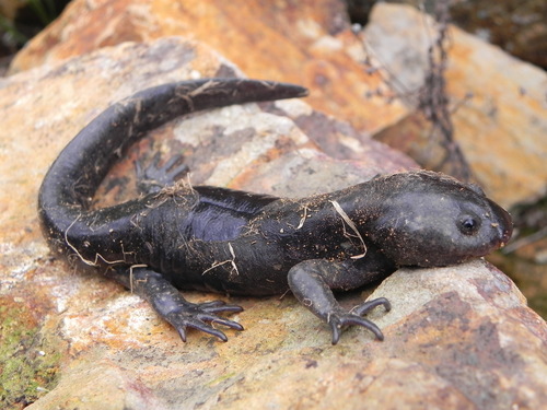 Michoacan Stream Salamander