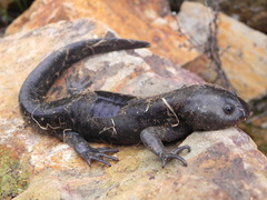 Michoacan Stream Salamander photo 1