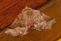 Drepanogynis determinata