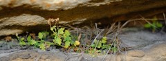 Trieenea elsiae