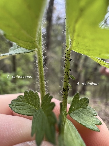 Image of Agrimonia rostellata by (c) Nathan Aaron, some rights reserved (CC BY)
