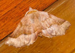 Drepanogynis determinata