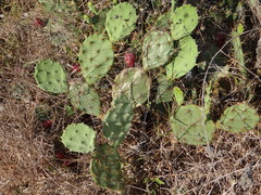 Opuntia stricta