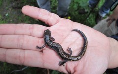 Pseudoeurycea longicauda