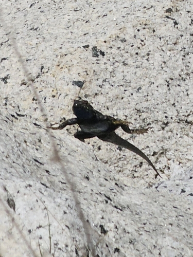 iNaturalist observation photo of Spiny Lizards