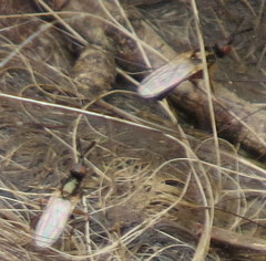 Prochyliza xanthostoma