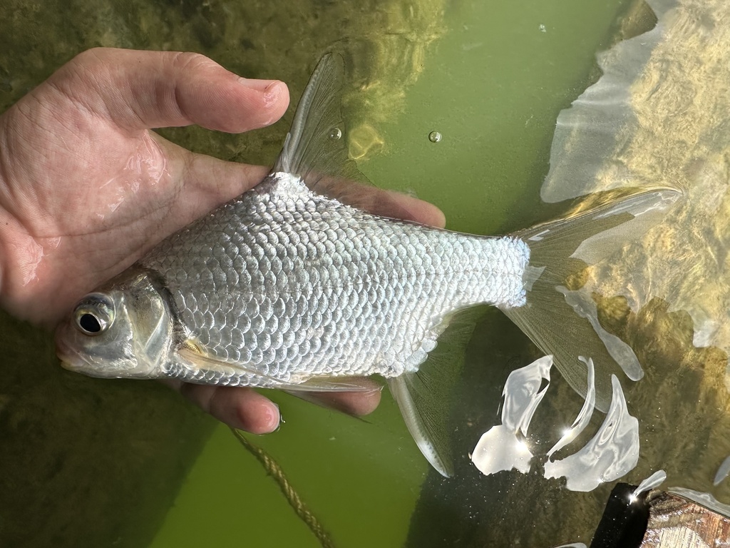 Smith's barb (Puntioplites proctozystron) — Cyprinidae