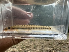 Arrow Loach photo 1