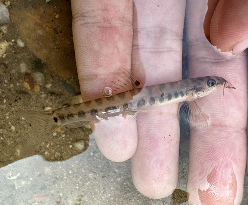 Masya-bermpje (Nemacheilus masyae) — Nemacheilidae — 2