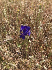 Delphinium variegatum