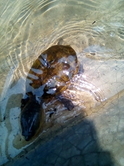 Claudius angustatus