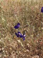 Delphinium variegatum