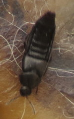 Aleochara