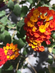 Lantana
