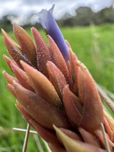 Vriesea myriantha (Vriesea myriantha)