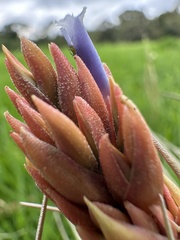 Vriesea myriantha (Vriesea myriantha)